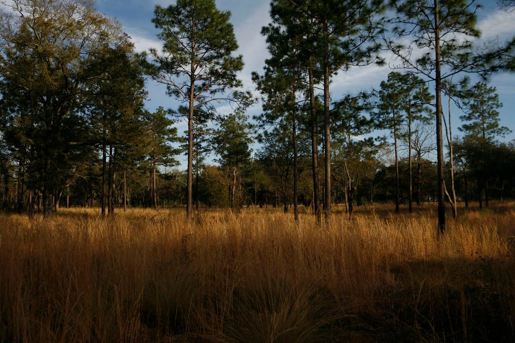 Luxury Quail Plantation Albany Family Expeditions