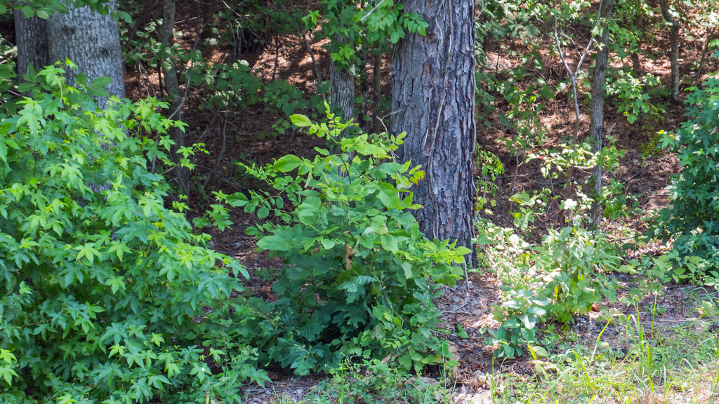 Stone Mountain36 Swallia23