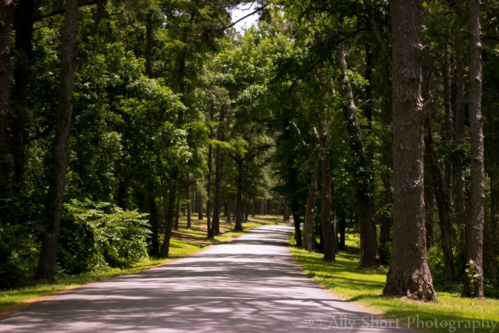 Crowley's Ridge State Park 007 Road of Forest Aj Short Flickr