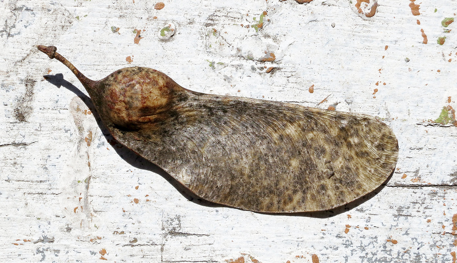 Flowers, etc. Flickr