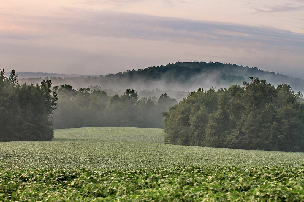 pike county soybean field on a foggy morning in pi… Flickr