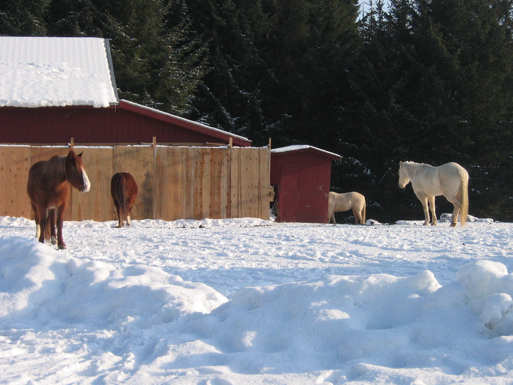 Horses Echo Ranch outside Juneau, Alaska Kristin Harvey Flickr
