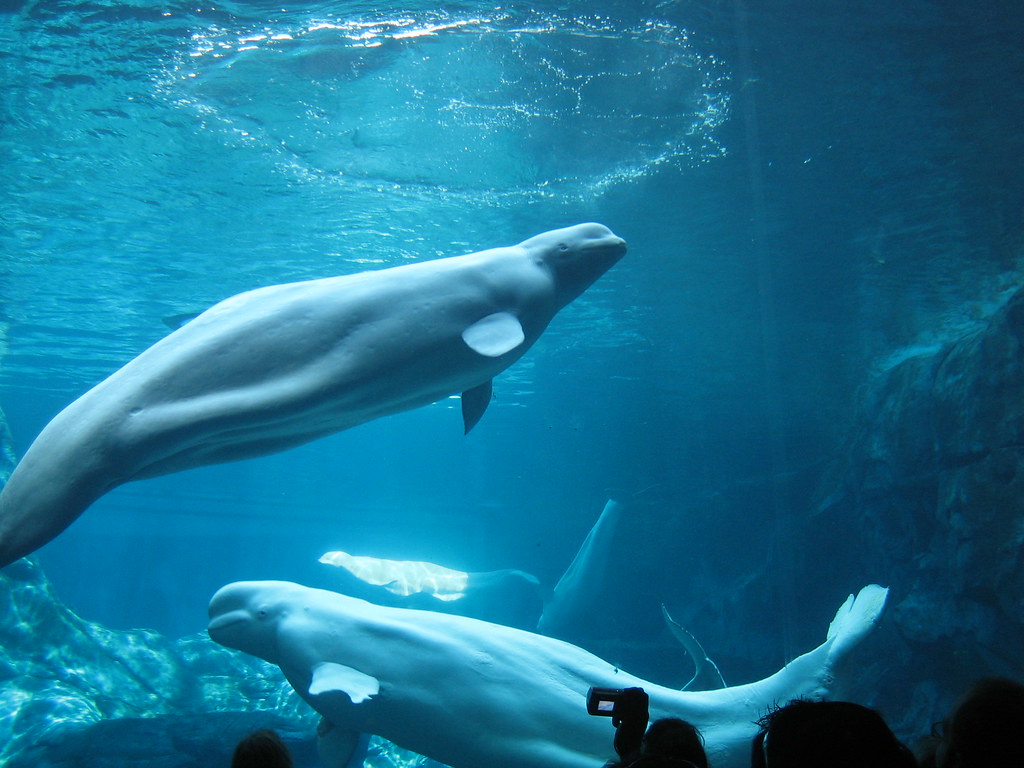 Beluga Whales Taken at the Aquarium LMariana Flickr