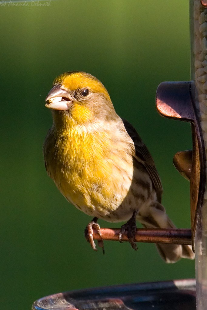 House Finch Yellow I worked from home today and was able… Flickr