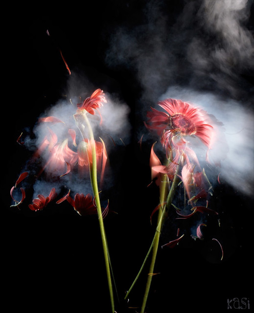 Liquid Nitrogen Flowers Flowers frozen in liquid nitrogen … Flickr
