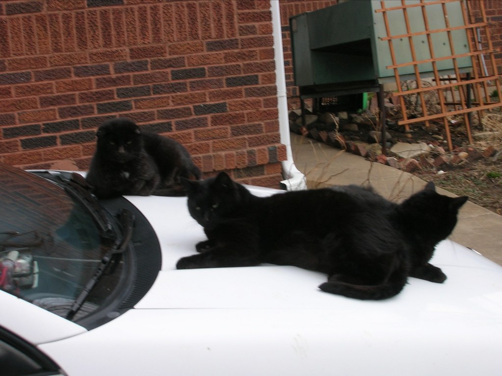 DSCN1093.JPG if black cats are really unlucky, then the ho… Flickr
