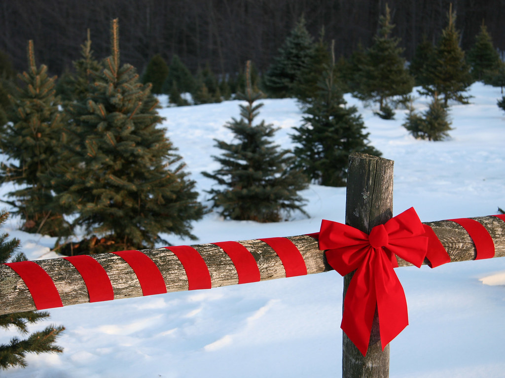 Red Bow and Trees Home at the Christmas tree farm. C. Chase Taylor