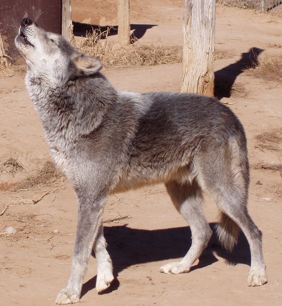 Napi High content wolfdog. Howling with everyone else at … Flickr