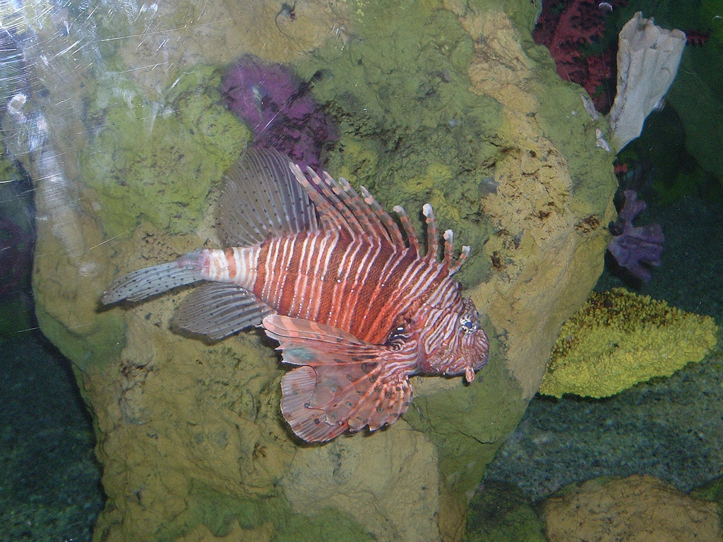 Coral fish A coral fish (what's it's zoological name?) at … Flickr