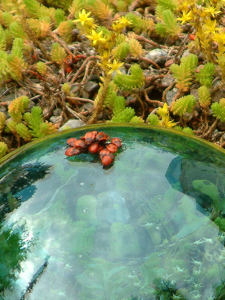 He says our world is round!! 2004 July 23 I think he is c… Flickr