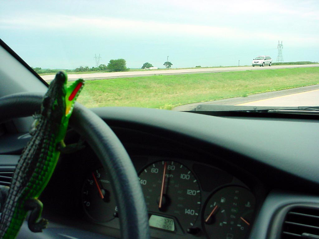 19 Alligator driving Michael Hollander Flickr