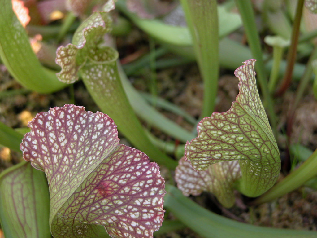 pitcher plants DSCN7676 For seeing pitcher plants in the N… Flickr