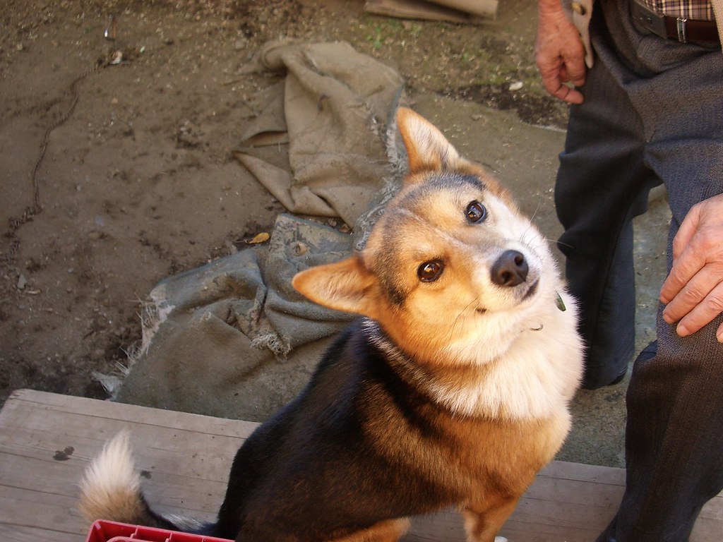 tanu a sweet dog who has a thick neck and small head so he… Flickr