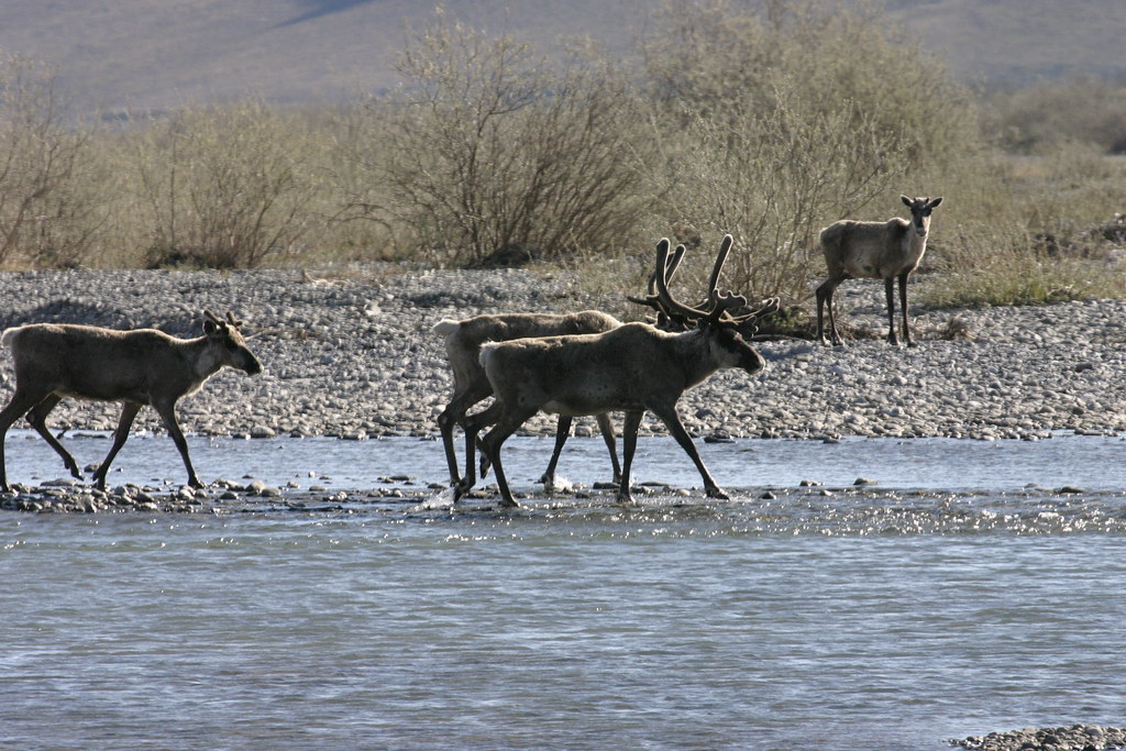 Caribou Some of the thousands of caribou we witnessed on t… Flickr