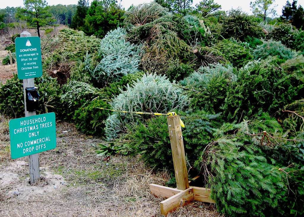 Recycling Christmas Trees Mike Mahaffie Flickr