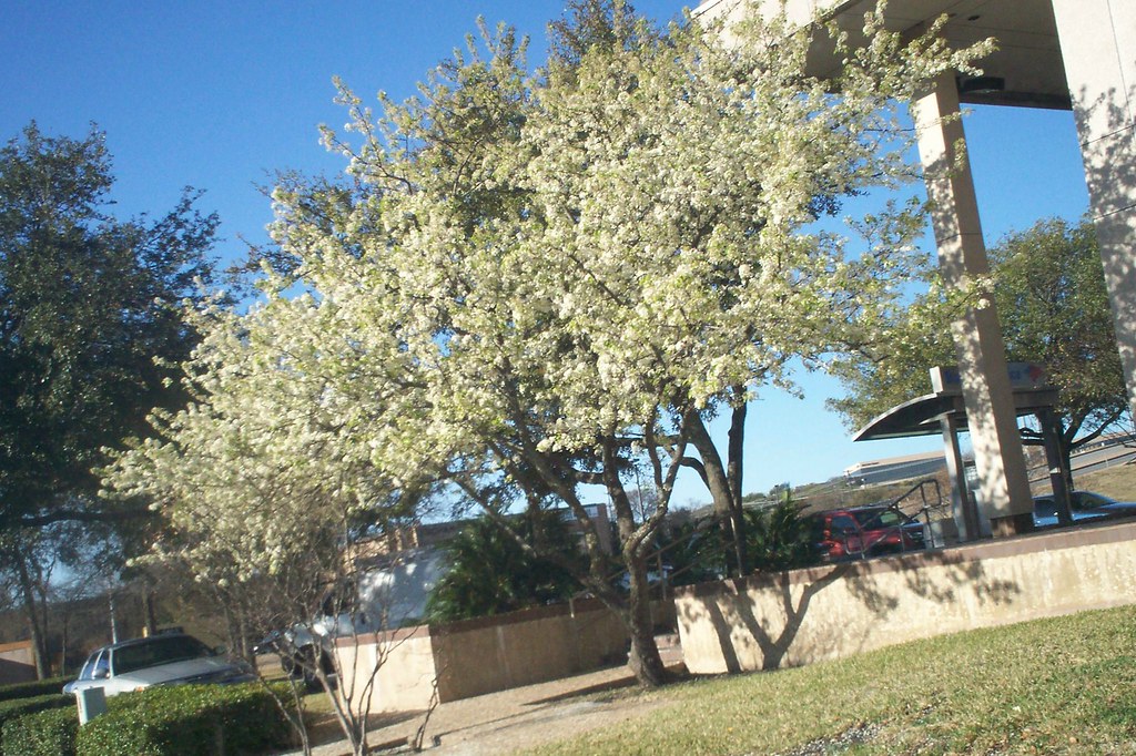 Peach trees Blooming in January! Austin, Texas. thekidds Flickr