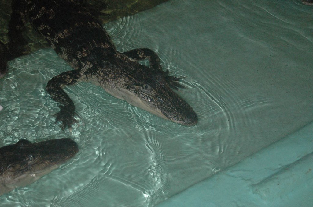 Instagator Alligator Farm 036 northlakechristian Flickr