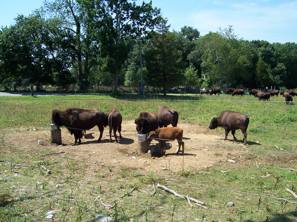 2005 035 Bison farm in Preston CT. Rt. 165 Jim Flickr