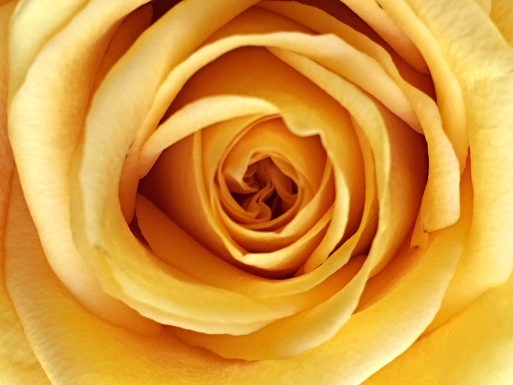 The Yellow Rose of Texas Robert Hruzek Flickr
