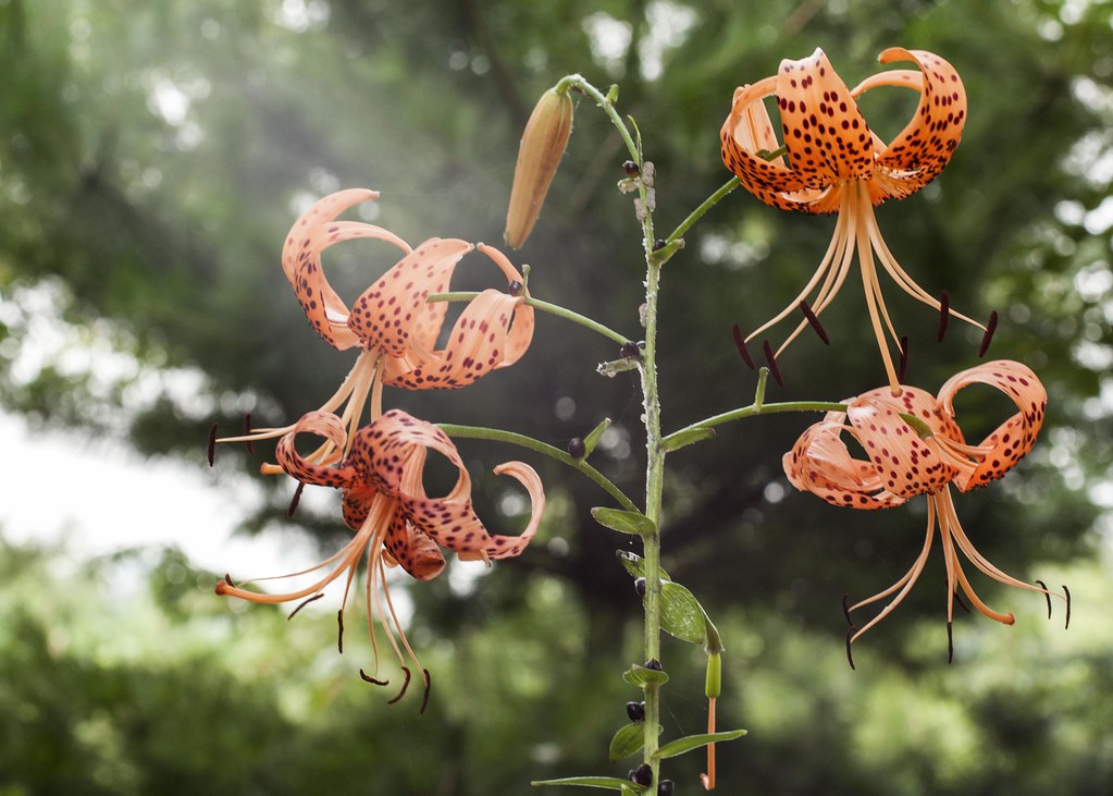 Tiger Lily Shot with Super Takumar 105mm f2.4 ligynnek.wor… Flickr
