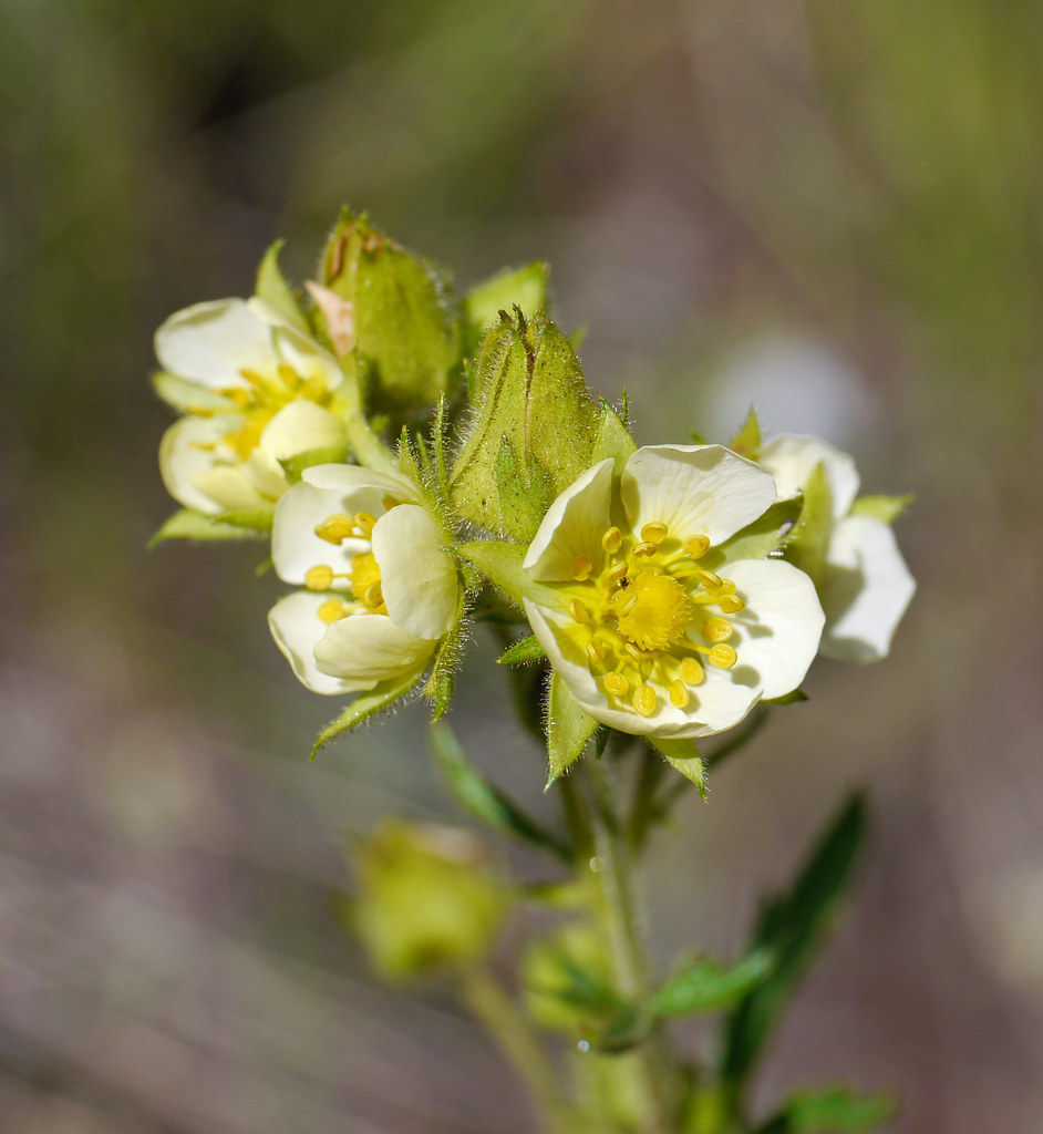 Yellowstone flower 2 Unidentified wildflower on the Blackt… Flickr