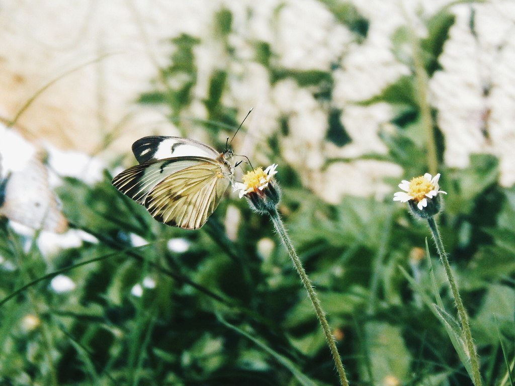 Butterfly fly away flower butterfly follow followme n… Flickr