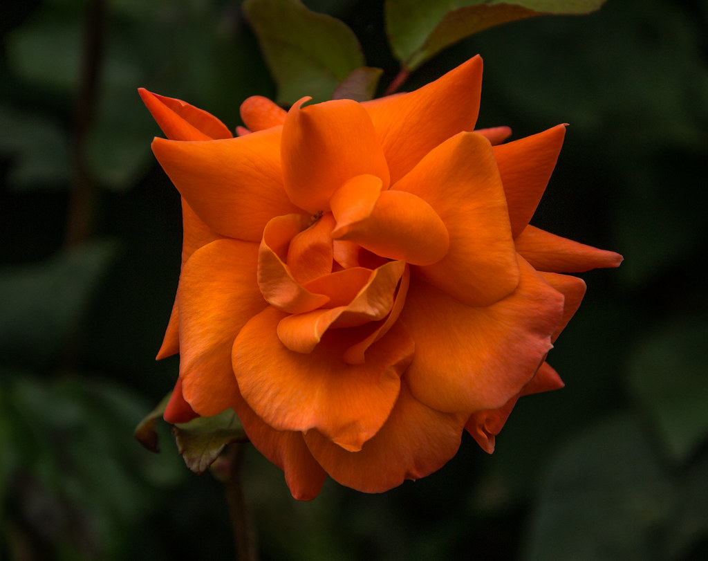 rose Mary Jane Warner Flickr