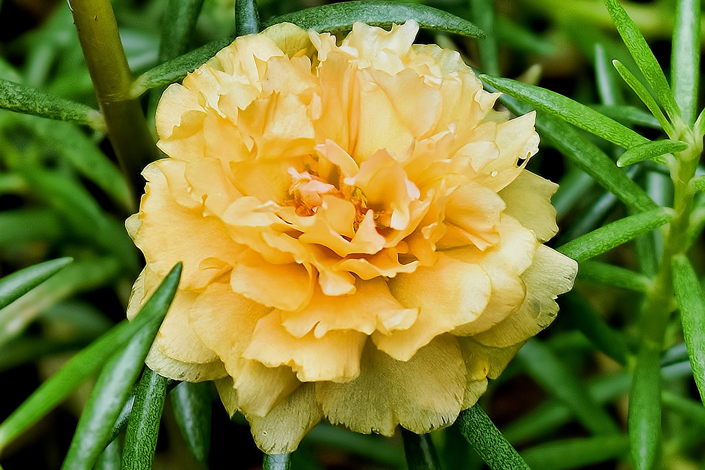 Portulaca pilosa Also known as Kiss Me Quick flower at the… Flickr