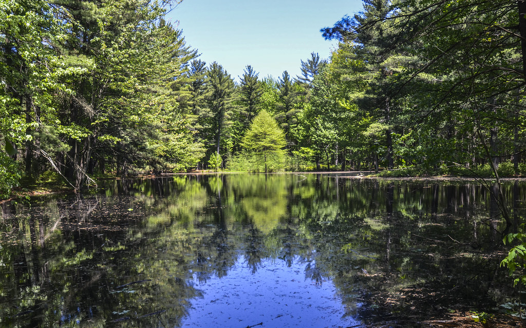 At the Big Pond in the Whiting Forest There are two ponds … Flickr