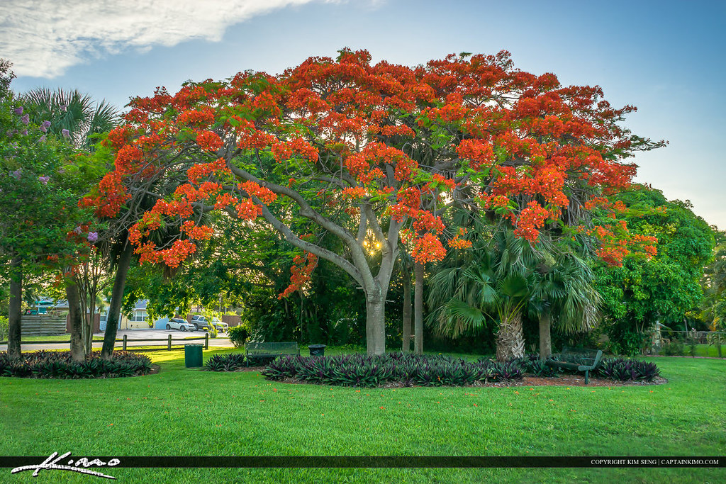 Royal Poinciana tree at Park Florida This is a beautiful R… Flickr