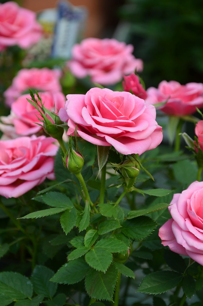 Pink roses Little pink roses Perl Photography Flickr