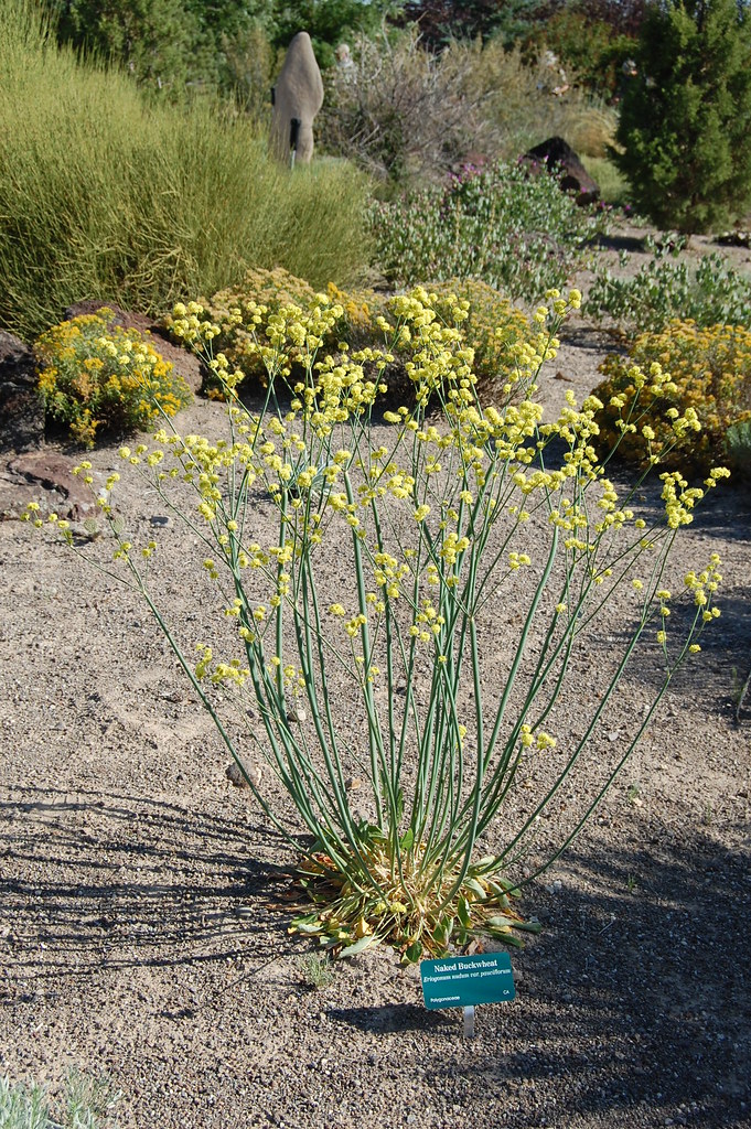 Naked Buckwheat (Eriogonum nudum var. pauciflorum) Flickr