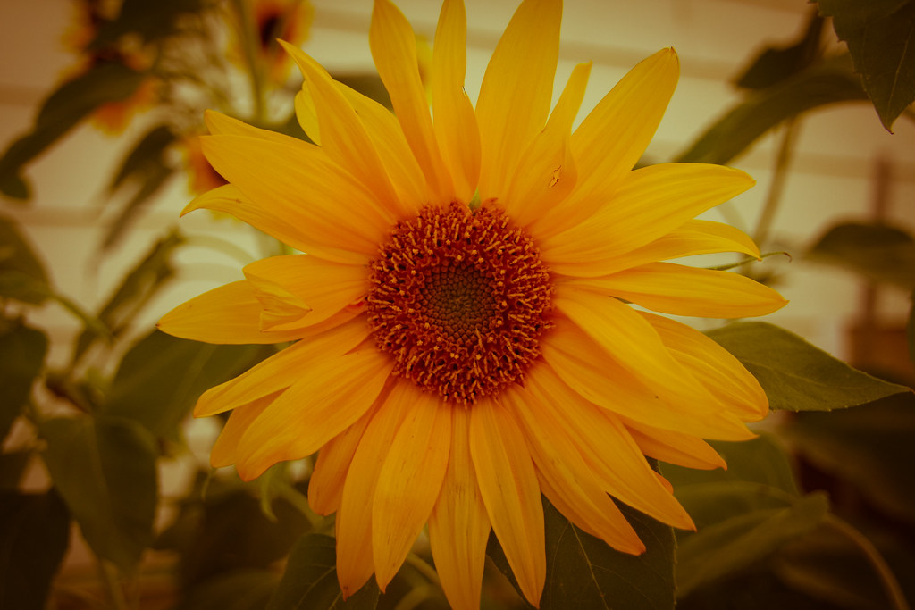 Faded Sunflower Summer is fading so is the sunflower. Todd Flickr