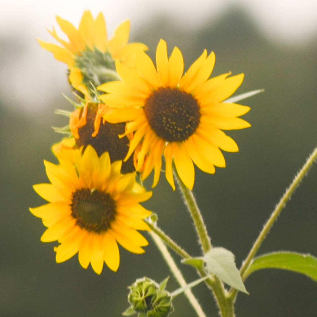 Planting Hope Sunflowers Erik Drost Flickr