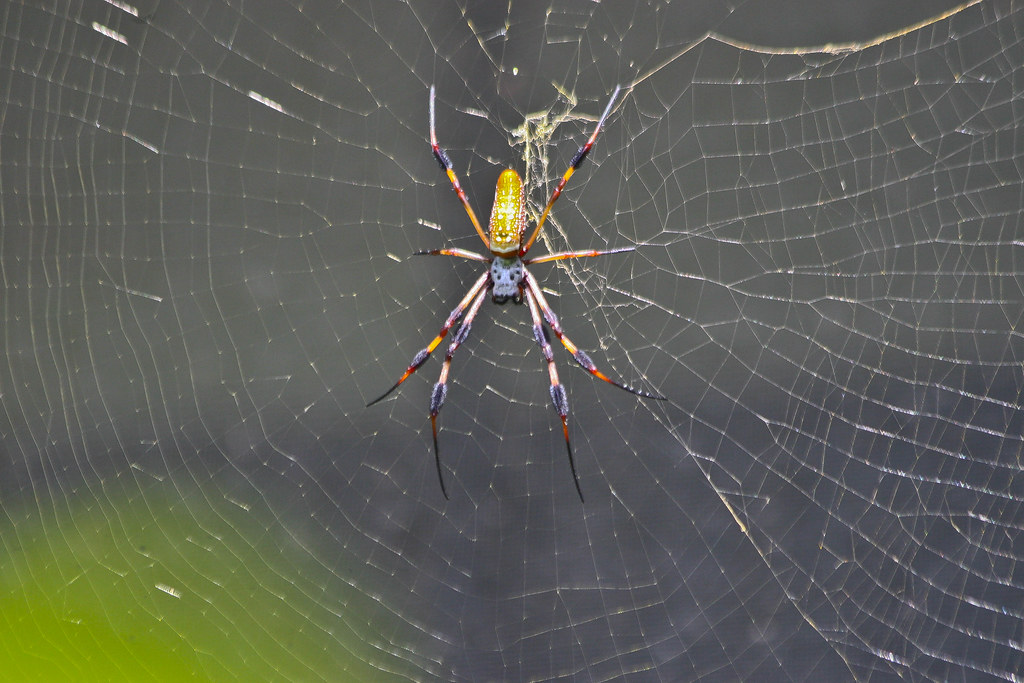 Louisiana Spiders Flickr
