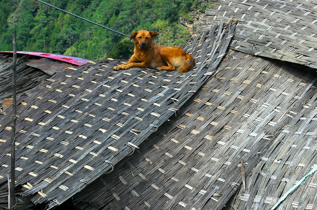 dog on the roof a dog resting on the roofmatting of a bhu… Flickr