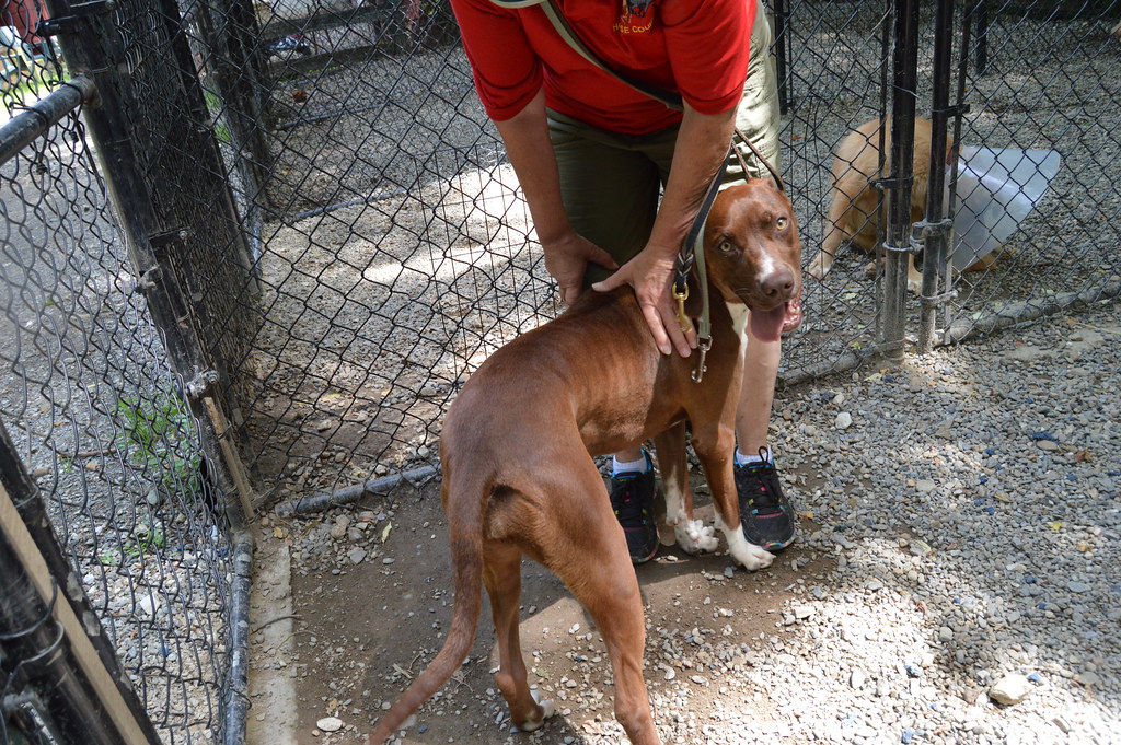 20140628 085 For the LOVE of DOGS Rescue Flickr