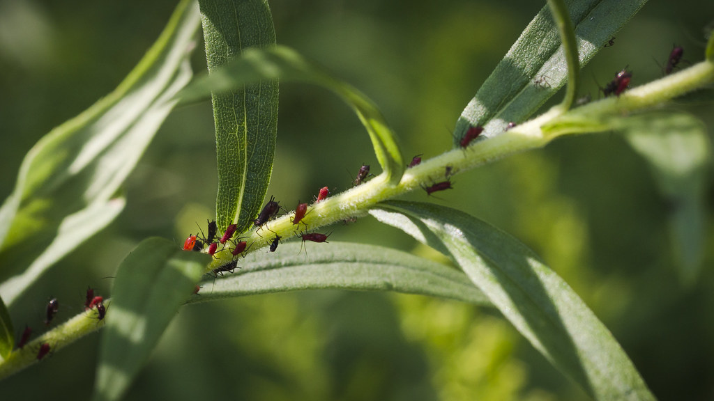 Aphids? Huron Manistee National Forest Michigan AllieKF Flickr