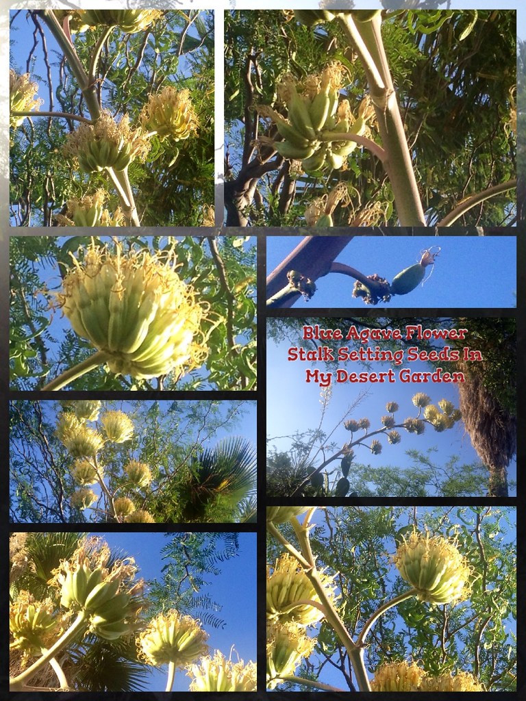 Tequila Agave > Blue Agave Flower Stalk Setting Seeds Flickr