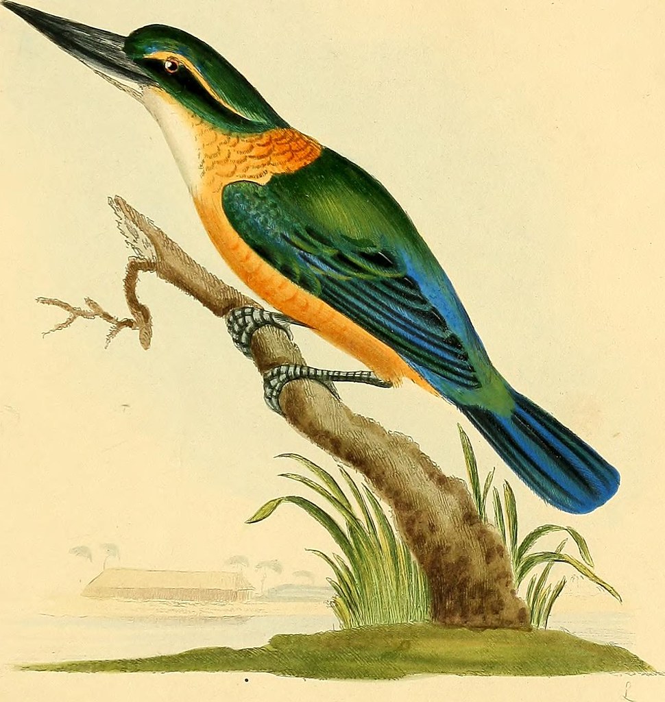 Image from page 36 of "A general history of birds" (1821) Flickr
