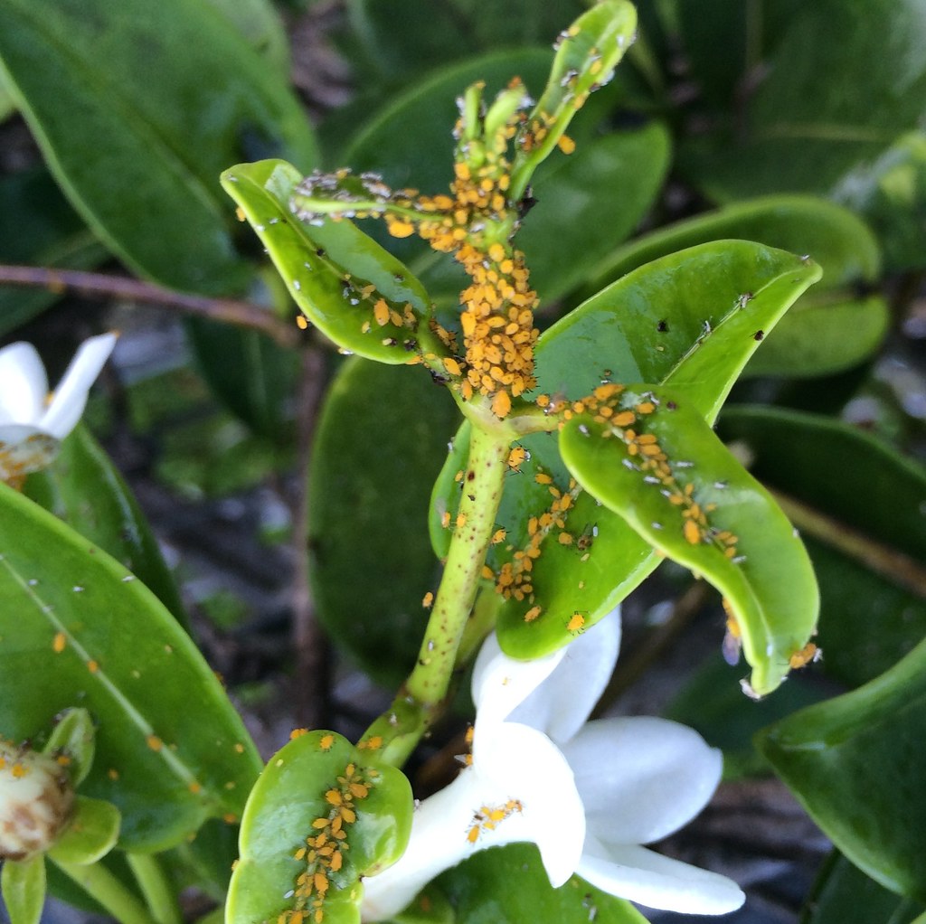 Flickriver Photoset 'Oleander aphids' by Plant pests and diseases