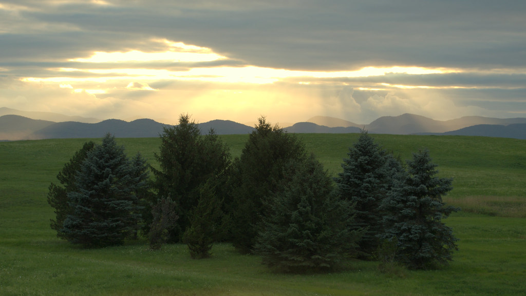 Evening Trees Shelburne, VT Shira Bezalel Flickr