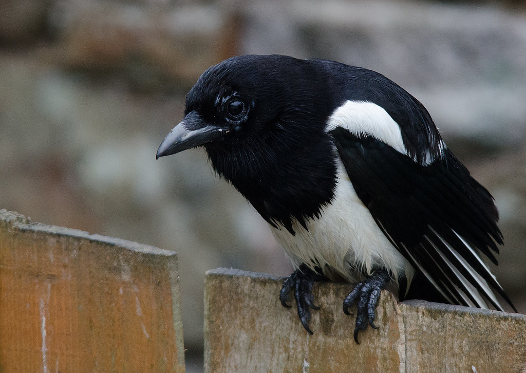 Young Magpie Steve Herring Flickr