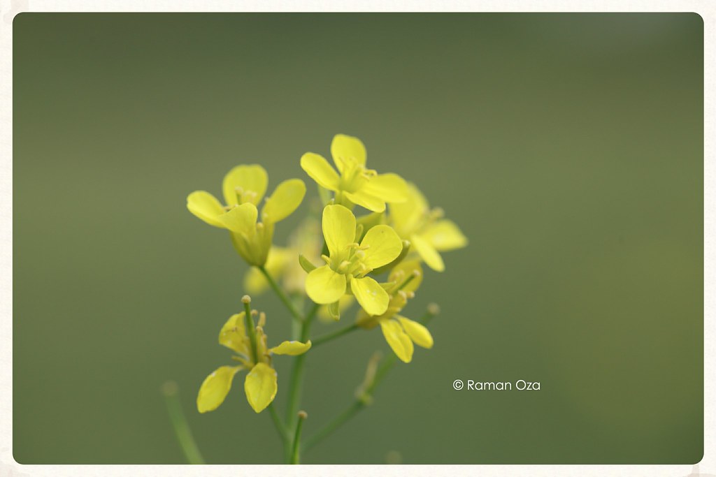 Mustard Mustard flower with typical cruciform corolla. Tet… Flickr