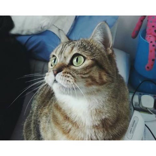 293 Ideas You Can Steal from Cats Watch another video … Flickr