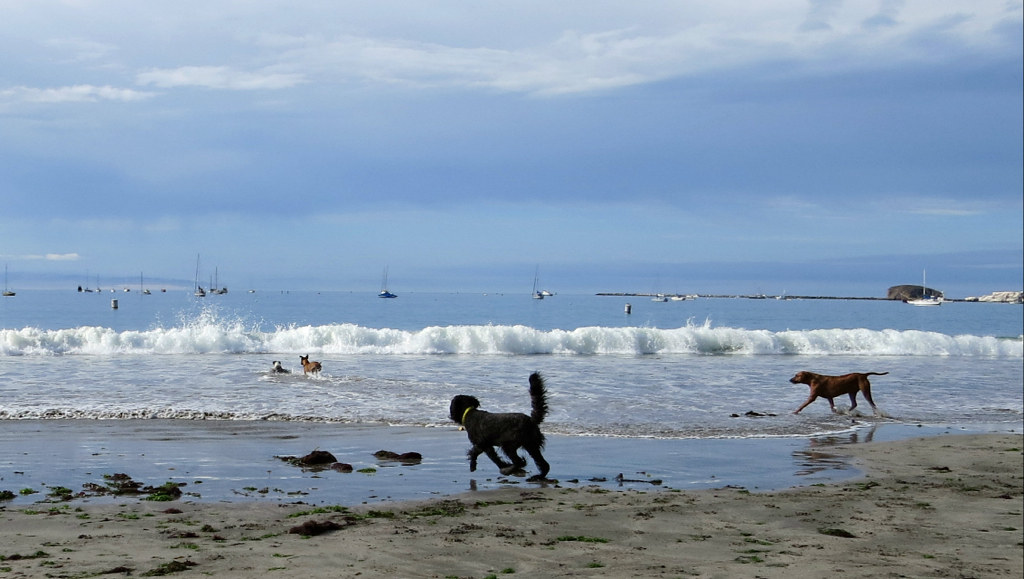 Benni finds the dog beach at Avila This is a long beach gi… Flickr