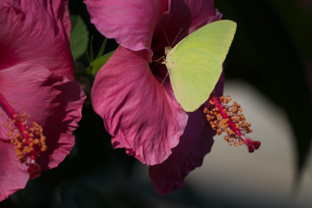 butterfly on hibiscus Brian Gratwicke Flickr