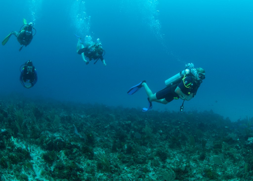auc dive 006 Octopus Diving Flickr