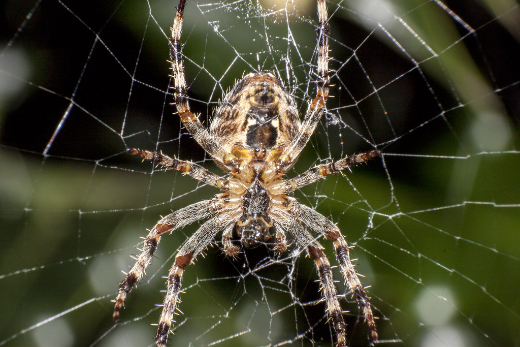 Garden Spider I started taking pictures of spiders as a wa… Flickr