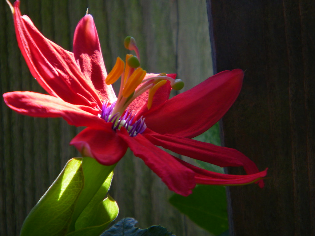 Passiflora 'Coral Seas' Rita Xavier Flickr